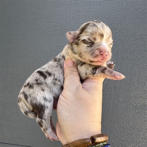 Lawson Chocolate Merle Long Coat - Chihuahua Puppy for Sale in Spiro