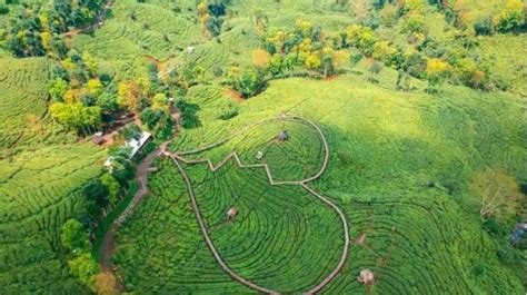 5 Kebun Teh Terindah Di Indonesia Yang Harus Dikunjungi Surga Tersembunyi