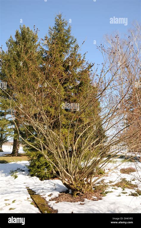 Black Pussy Willow Stock Photo Alamy