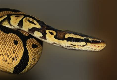 9 Fastest Snakes In The World With Pictures