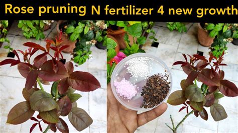 Rose Plant Care Fertilizer Best Rose Growing Tips N Fertilizer Rose