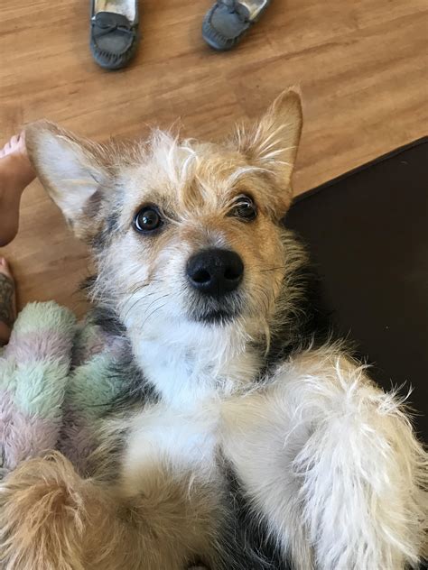 This is Toby the wire haired terrier x corgi! His ears only become ...