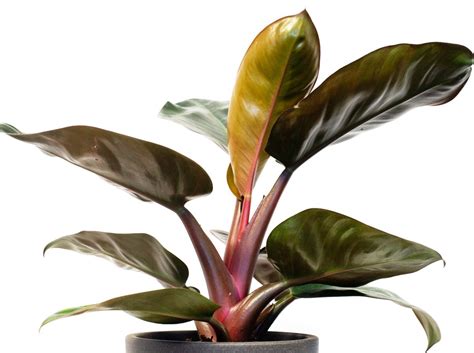 Филодендрон красноватый (67 фото) - фото - картинки и рисунки: скачать ...