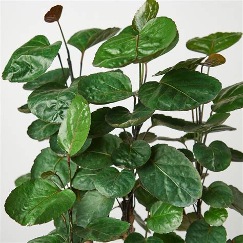 Aralia Care guide — House Plant Shop