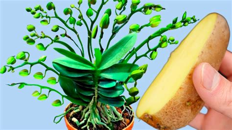 Зацвел сразу! Всего 1 ломтик картофеля и сотни бутонов волшебным ...