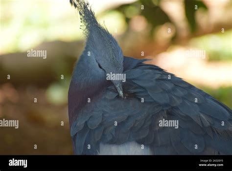 Blue Ash Bird Stock Photo Alamy