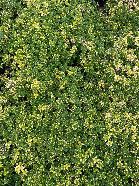 Citroentijm Thymus groenblijvende bodembedekker kopen online