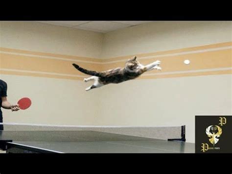 Cat Interrupts Ping - Pong Game Compilation I PP | Ping pong, Ping pong