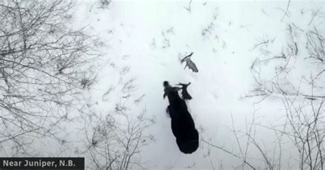 Drone Video: Bull Moose Sheds Both Antlers at… | Grand View Outdoors