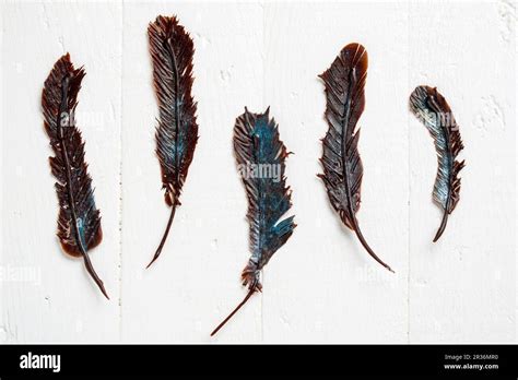 Five Chocolate Feathers Stock Photo Alamy