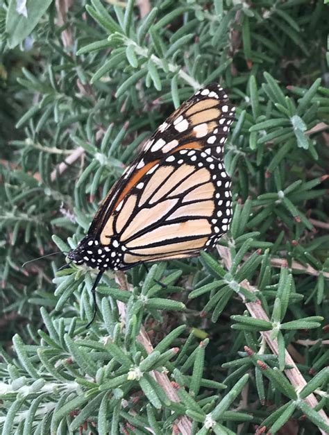 Phoenix Arizona Desert Botanical Gardens: Butterflies