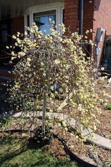 Everything About Growing Pussy Willow Balcony Garden Web