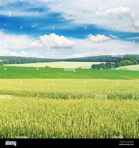 Wheat Field And Blue Sky Stock Photo Alamy