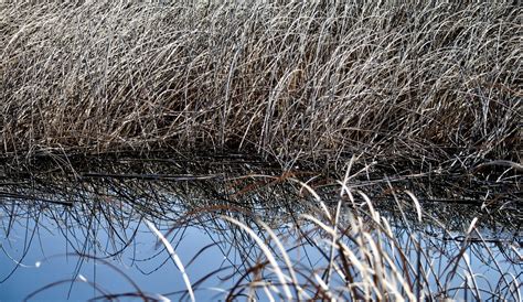 Edit Free Photo Of Backgroundwallpaperplantgrassswamp