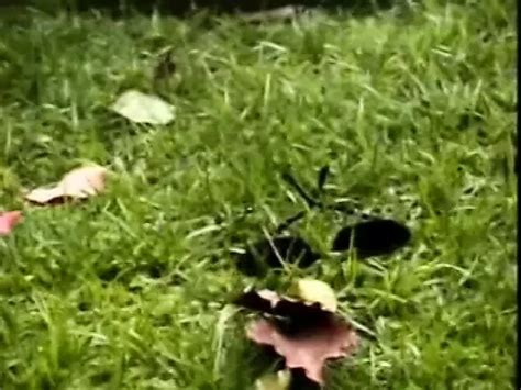 Busty Redhead Latina Gets Face Fucked Then Rides A Big White Cock XHamster