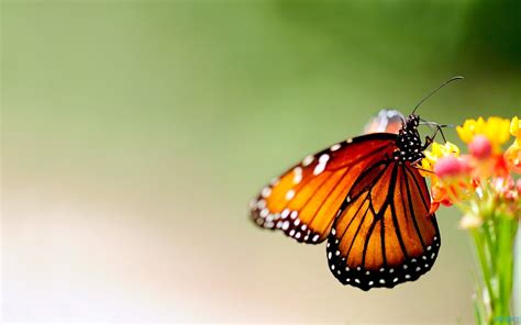 Colorful Butterfly Free Wallpapers Best Wallpapers
