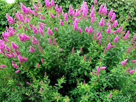 Спирея дугласа Spiraea douglasii купить в Москве по цене от 399р ...