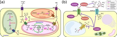 Figures And Data In Why Did Glutamate Gaba And Melatonin Become