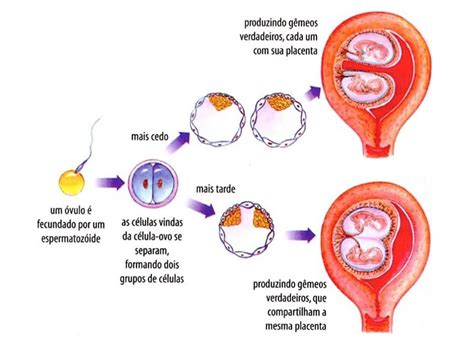 Como Acontece A Fecundação De Óvulo - Como Ocorre A Fecundacao - LIVEDU