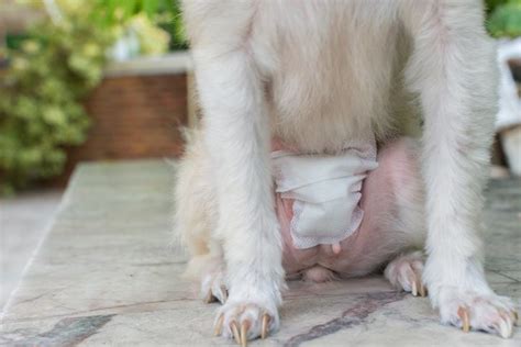 Como É A Castraçao De Cachorro Macho - CASTRAÇÃO de CACHORRO: Valor e Recuperação (Macho e Fêmea)