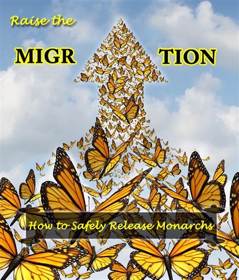 monarch migration facts   surprise