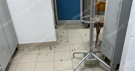 Invasione Di Blatte Negli Spogliatori Dell Ospedale Goretti Latina Oggi