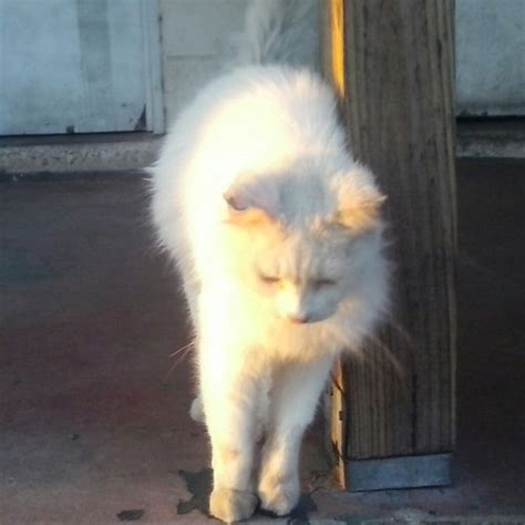 Stream Pussy Nigga Killa Woop Plies Lijah Ross By Surreal Life2 Listen Online For Free On