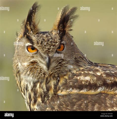 Eagle Owl Bubo Bubo Stock Photo Alamy