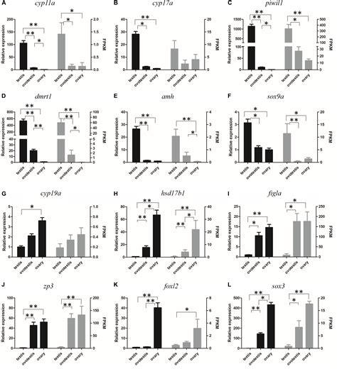 Frontiers Gonadal Transcriptome Analysis Of Sex Related Genes In The