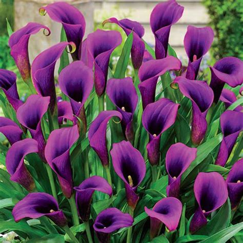Purple Calla Lily