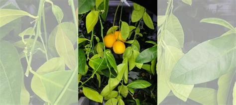 Черенки Лимона и Мандарина купить в Ярославле | Товары для дома и дачи ...