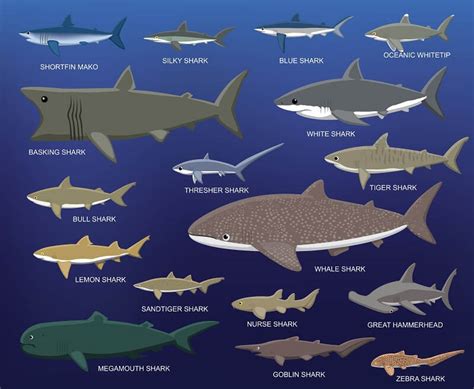 Whale Shark Vs Blue Whale What Are The Differences