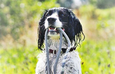Pawsitively Poised: A Step-By-Step Guide To Teaching Your Furry Friend To Sit Pretty