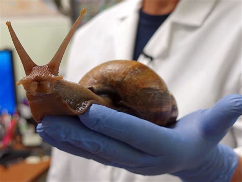 Giant African Land Snails Cause Quarantine In Florida County