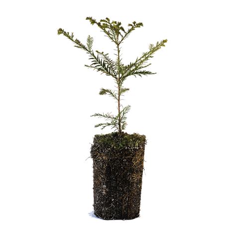 Coast Redwood | XL Tree Seedling – The Jonsteen Company