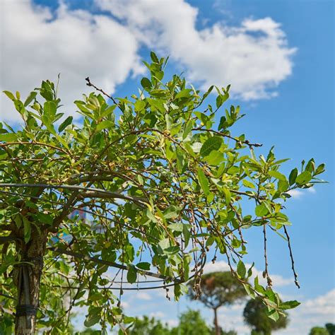 Ива козья 'Kilmarnock' - Salix caprea 'Kilmarnock' - «Feel Green»