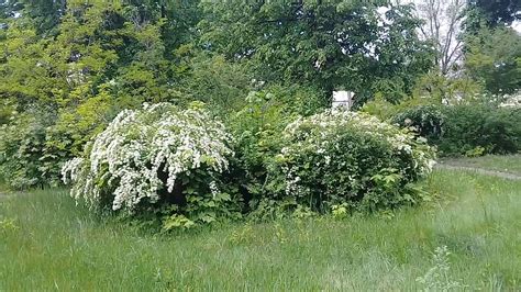 Куст цветущий с белыми цветами, кто знает как он назывется - YouTube