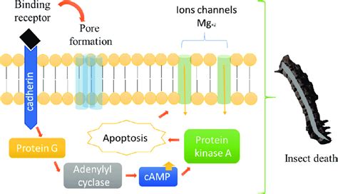 Mechanism Of Action Of Cry Proteins According To The Signaling Pathway