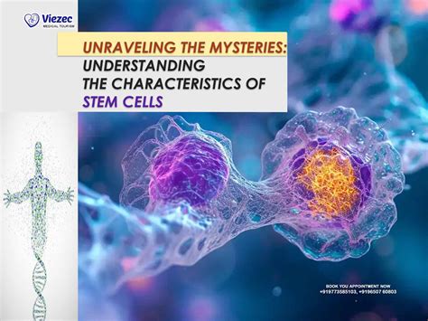 Understanding The Characteristics Of Stem Cells