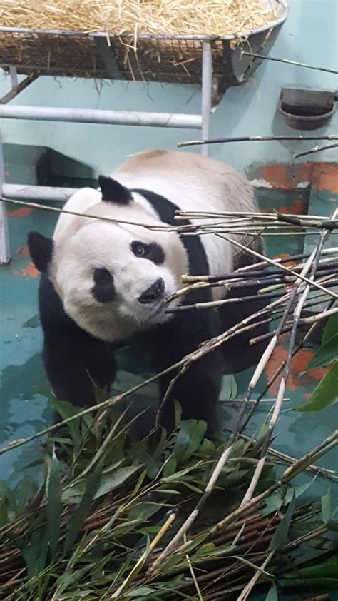 Giant Panda at Edinburgh Zoo posing for me! : r/aww