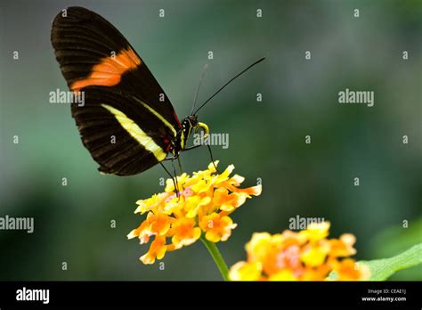 Butterfly Heliconius Melpomene Postman Butterfly Hi Res Stock