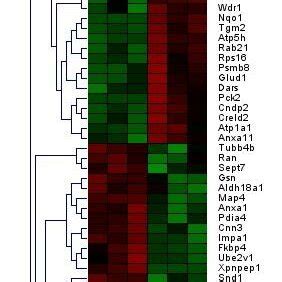 heatmap  proteins  expressions exhibited significant differences