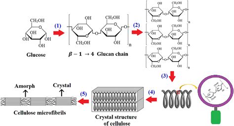 Schematic Representation Of Cellulose Synthesis Steps In Organisms