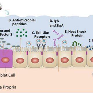 Proposed modulations of intestinal epithelial defense responses by ...