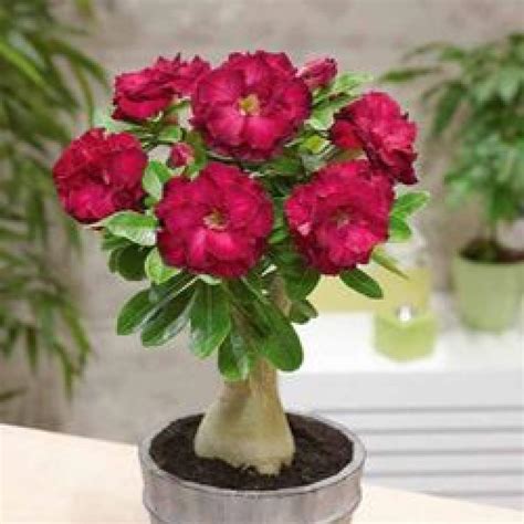 Buy ROYAL LAND Rare Desert Rose Live Plant Adenium Obesum Double Deep