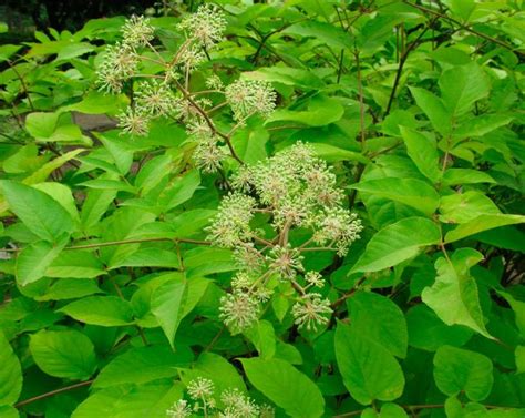 Аралия: посадка и уход в саду, полезные свойства и противопоказания