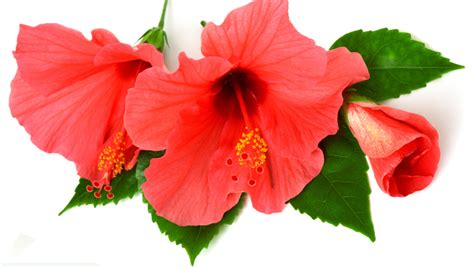 Какой уход требует гибискус как домашнее растение.