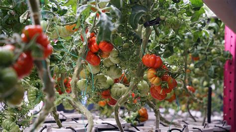 How Does Aeroponics Work?