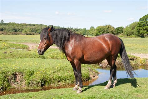 Horse Free Stock Photo Public Domain Pictures