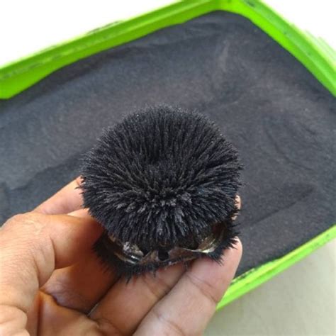 manfaat pasir besi  pengertian lengkap